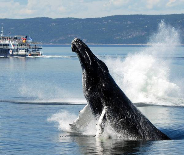 Tadoussac, Escoumins