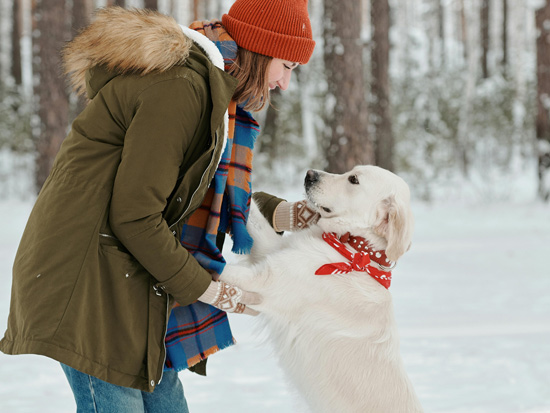 Forfait Complice avec votre compagnon à 4 pattes, chiens, Chicoutimi, Saguenay