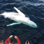 Observation, baleines, Saguenay