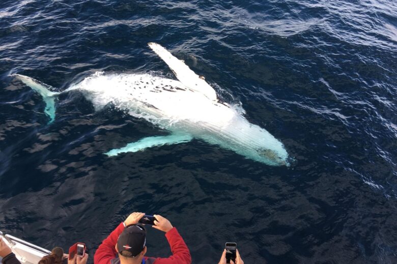 Observation, baleines, Saguenay